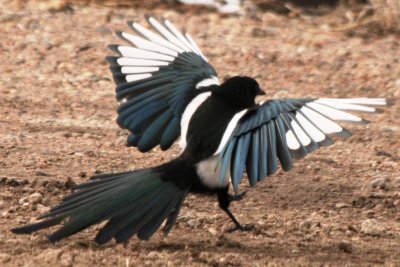 Black-billed Magpie (in flight)