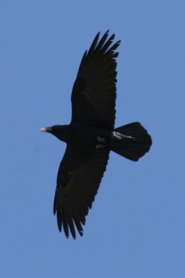 Common Raven (in flight)