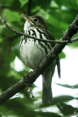 Ovenbird