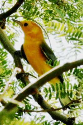 Prothonotary Warbler