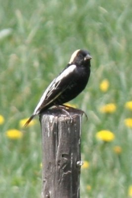 Bobolink (ad male)