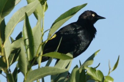 Brewer's Blackbird (adult male, alternate)