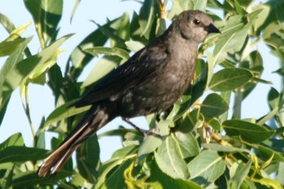 Brewer's Blackbird (adult female, alternate)