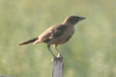Common Grackle (juv)