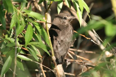 Common Grackle (fledgling)