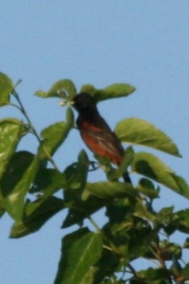 Orchard Oriole (adult male)