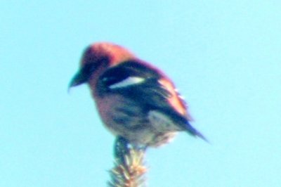 White-winged Crossbill (ad male)