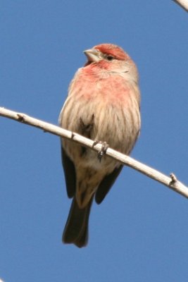 House Finch (ad male)