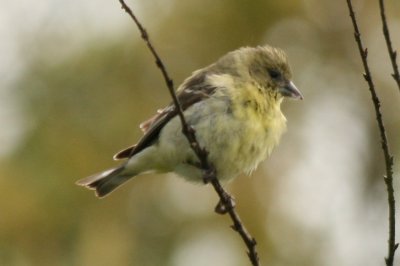 Lesser Goldfinch (ad fem)