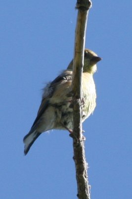 American Goldfinch (alternate female)