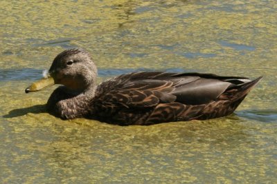 Mallard (male, Mexican)