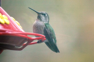 Anna's Hummingbird (ad female)