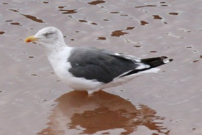 Lesser Black-backed Gull, adult (molting primaries)