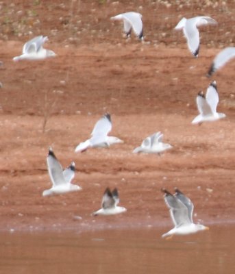 Adult Thayer's Gulls ??