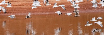 Gulls in flight