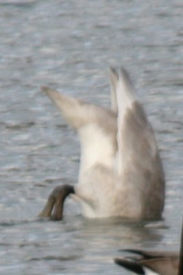 Trumpeter Swan (juvenile)