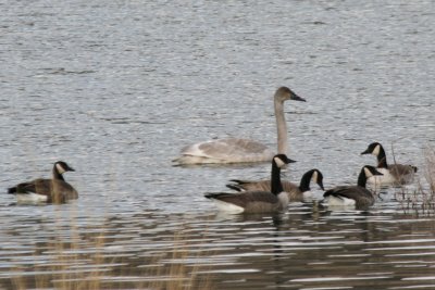 Trumpeter Swan with Canada Geese
