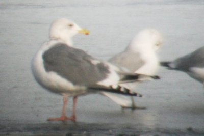 Vega Gull in front of Ring-billed Gull