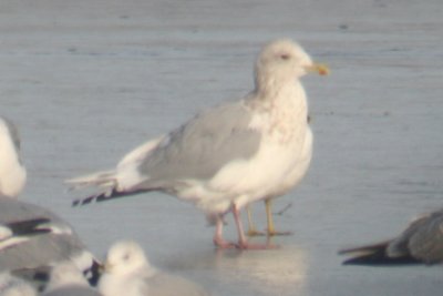 Gulls at Lake Loveland, 28 December 2011