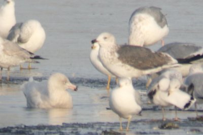 Glaucous Gull (1st cycle) in water; Lesser Black-backed Gull (3rd cycle) on the ice