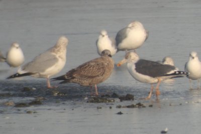 From left to right: Herring Gull (adult), Lesser Black-backed Gull (juv), Lesser Black-backed Gull (adult)