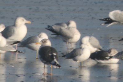 Typical Lesser Black-backed Gull (adult) with bright yellow legs