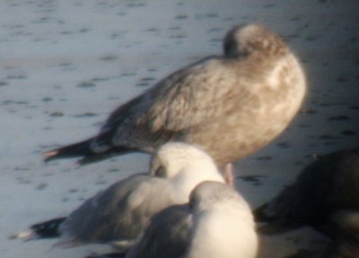 Herring Gull (2nd-cycle): American or Vega?