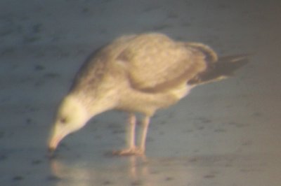 American Herring Gull (2nd-cycle)