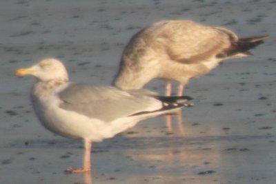 American Herring Gull (adult and 2nd-cycle)