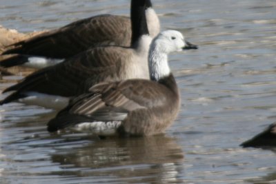 Hybrid Goose