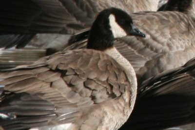 Cackling Goose