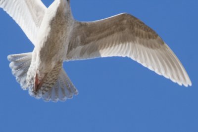 Iceland Gull (?)- in flight