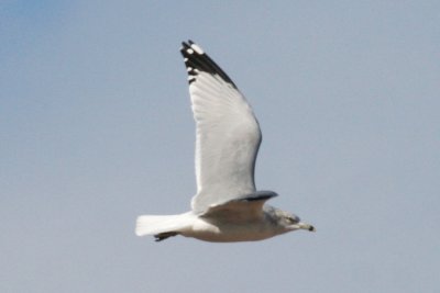 Ring-billed Gull-in flight