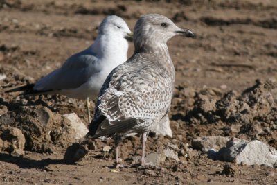 Herring Gull