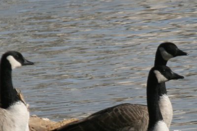 Canada Goose