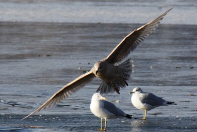 Thayer's Gull - in flight