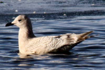 Thayer's Gull