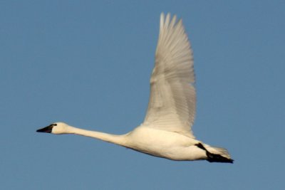 Tundra Swan