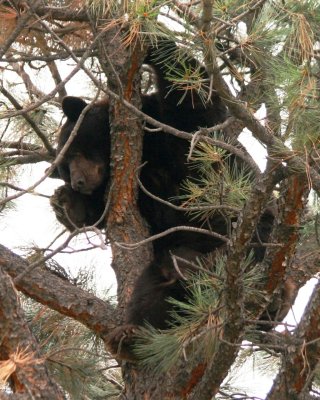 Black Bear (Colorado)