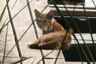Bobcat kit (California)