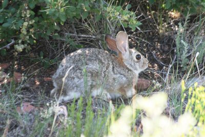 Desert Cottontail (Colorado)