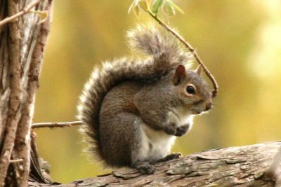 Gray Squirrel (Louisiana)