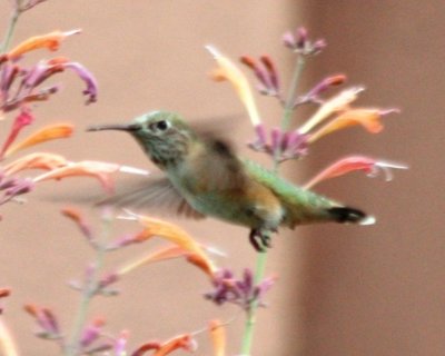 Calliope Hummingbird (juv. male)