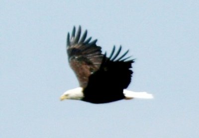 Bald Eagle (adult)