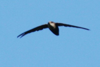 Chimney Swift