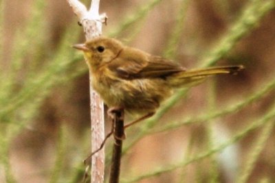 Common Yellowthroat (juv? female)