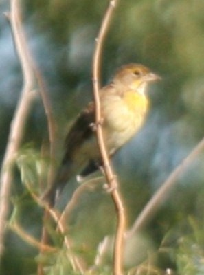 Dickcissel (adult female)