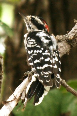 Downy Woodpecker (juv male eastern)
