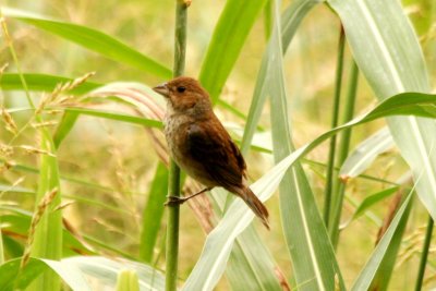 Indigo Bunting (adult female)