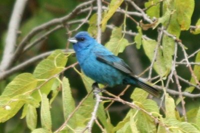 Indigo Bunting (adult male)